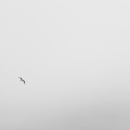 anatu - free