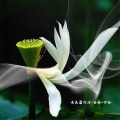 圈妹、伊妹 - 快手最火蹦迪神曲 (Reset Mix)