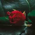 Michael Brook、nusrat fateh ali khan - Sweet Pain (R + D Division Remix)