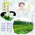 紫衣 - 茉莉飘香的中国