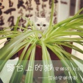 刘牧 - 窗台上的安娜 (妙鲜包版)