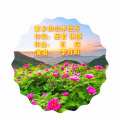 家乡的山水牡丹