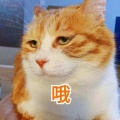 白板 - 一地猫毛