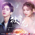 罗维 - 彼岸花