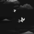 段弋 - Edge Of The Night