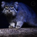 Tobhias Guerrero - Nocturnal