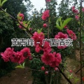 汉盛 - 广西情歌