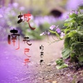 白志杰 - 城南花已开