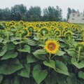 周昊纬 - 就是这么乔