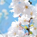 末隐泉 - 【锦鲤抄日文版】桜の花が舞い落ちるとき