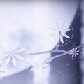 林沐 - 开到荼靡