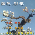 小雪花 - 篱笆.梨花