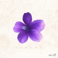 Terry - Violet