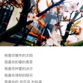 不扎脚的仙人球 - 她来自奥比都斯小镇