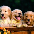 猫宁孜然、茶子 - 奶狗系男生