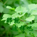飒爽叔 - 那就这样吧