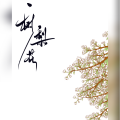 五归 - 一树梨花2