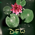 RØBin - Dew