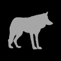 A Crying Wolf (Explicit)