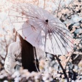 小vie - 桜花道