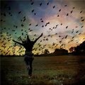 Fly like a bird