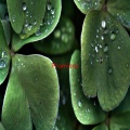 The Cranberries - Promises (CompleteversionoriginallyperformedbyTheCranberries)