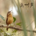 放松自然音乐 - 鸟类 – 水声