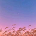 苏柯 - 芒种