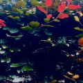 The Gardener - Autumn Talk