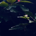 The Gardener - Autumn Tears