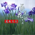 酝逸 - 鸢尾花的楚新