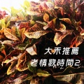 杨克强 - 午后的风