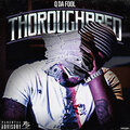 Q Da Fool - Thoroughbred