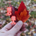 铉七 - 倾心佳人