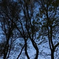 卡斯 - Blue Imaginaries