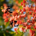 牟天任 - 天忆