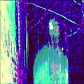 addonis amador、FAMOUS ADDONIS - these other kids