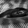 Reese - Black Mamba