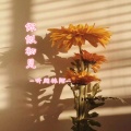 听闻林陌 - 你似初见