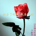 于膨玮 - 玫瑰