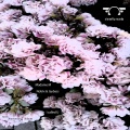 Madame M、Notrix - I Called U 30Th Aniversary Tribute (Tribute Mix)