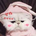 七小弦 - 情话