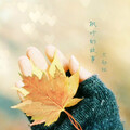 文劲松 - 枫叶的故事