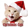 Christmas Cats