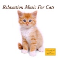 The Cat Whisperer - 35 Random Thoughts