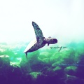 j316、Lofi Radiance - moving on