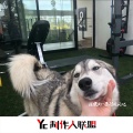 陈安排 - EA7妹妹这么撒娇 都是弟弟惯的