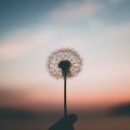 SAM LEX、misc.inc - One Wish (Explicit)