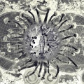 M3U - Brydzowe