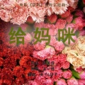夹＿zZ、轩子cardo - 给妈咪